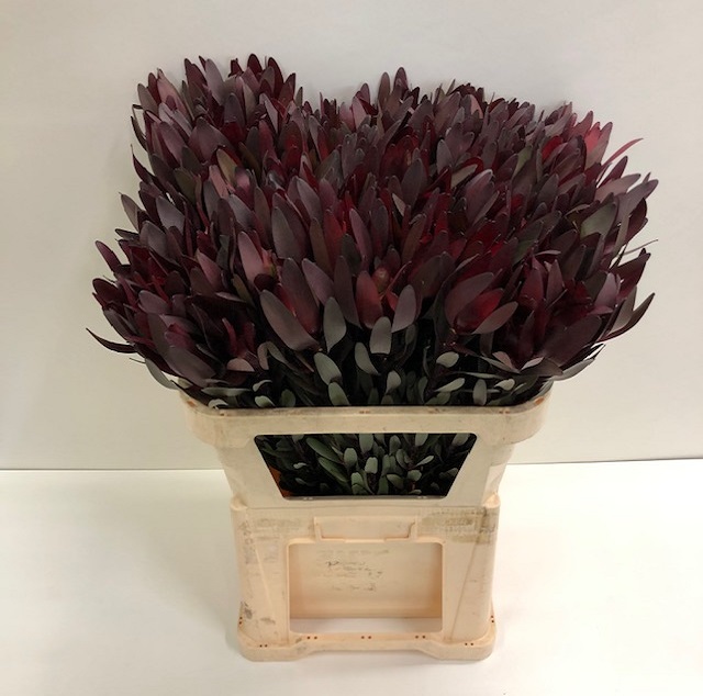 Leucadendron saf sunset_80.jpg